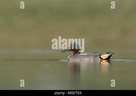 Green-winged Teal (Anas crecca) at Thol bird sanctuary, Gujarat, India Stock Photo