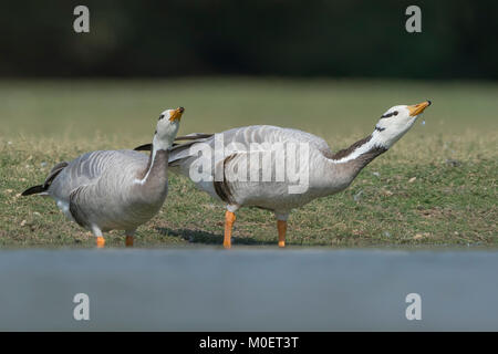 Bar-headed Geese (Anser indicus) drinking at Thol bird sanctuary, Gujarat, India Stock Photo