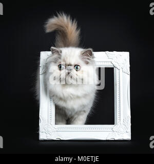 Persian longhair cat / kitten walking through white photo frame isolated on black background with tail and head high Stock Photo