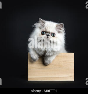 Persian longhair cat / kitten sitting in wooden box isolated on black backgroud with two paws on the edge