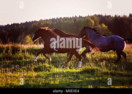 Horses running in a meadow, British Columbia, Canada Stock Photo