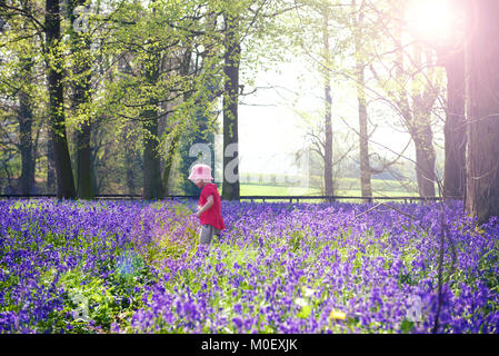 Girl walking through bluebell woods, Yoxall, Staffordshire, England, United Kingdom Stock Photo