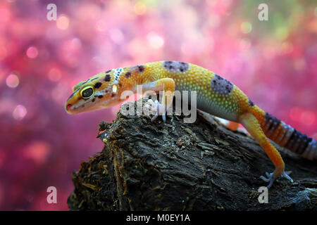 Close-up of a leopard gecko on a rock Stock Photo