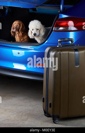 Travelling dogs friends in modern car trunk. Poodle and cocker spaniel traveling in car Stock Photo