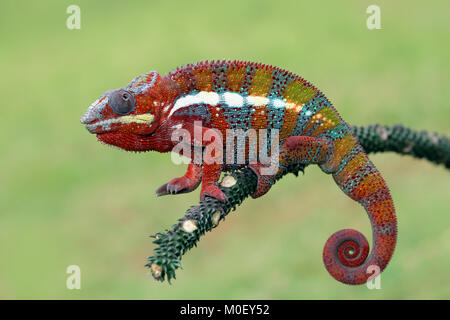 Panther Chameleon on branch Stock Photo