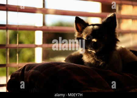 Chihuahua dog lying on a couch by a window Stock Photo