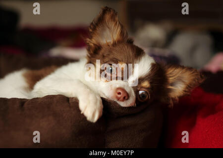 Chihuahua dog lying on a dog bed Stock Photo