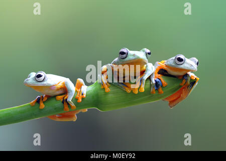 Three Javan tree frogs on a flower bud Stock Photo