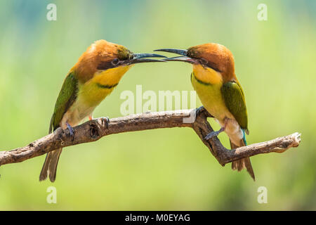 Two bee-eater birds on a branch, Batam, Kepulauan Riau, Indonesia Stock Photo