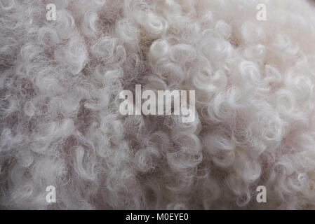 Macro of curly white animal fur  background. Texture of curly wool Stock Photo