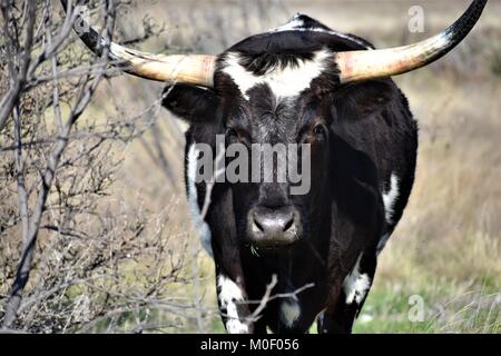 Black cow in the field Stock Photo