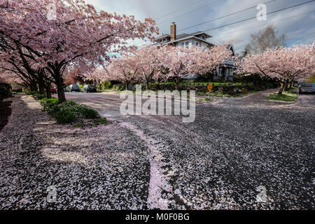 United States, Washington, Seattle, Cherry trees in bloom on Queen  Anne Hill Stock Photo