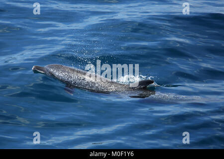 Pantropical Spotted Dolphin (Stenella attenuate) surfacing. Papagayo Peninsula, Guanacaste, Costa Rica. June 2018. Stock Photo