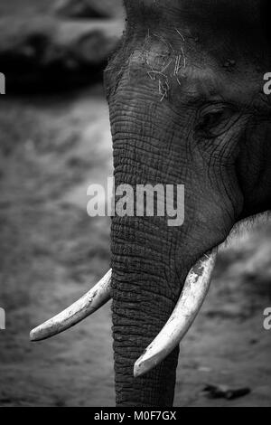 Chester zoo elephant portrait in black and white Stock Photo