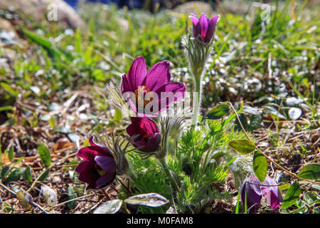 pasqueflower, spring blooming flower, colorful plant macro, dream grass, violet blue first spring flowers, outdoor. Stock Photo