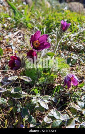 pasqueflower, spring blooming flower, colorful plant macro, dream grass, violet blue first spring flowers, outdoor. Stock Photo