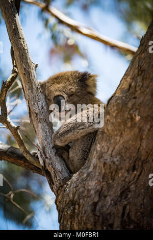 Koalas climbing and sleeping on eucalyptus trees on Australia's Raymond Island Stock Photo