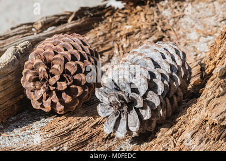 pine cones on the forest floor sitting on an old log Stock Photo