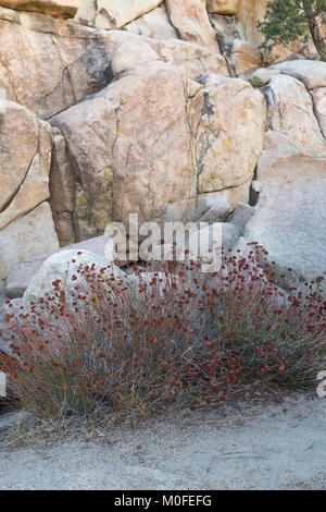 dried red bush on the Hidden Valley Trail in Joshua Tree National Park Stock Photo