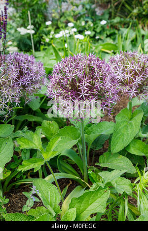 Large purple spiky flower heads of ornamental onion 'Allium cristophii' growing and flowering in a herbaceous border in Surrey, southeast England, UK Stock Photo