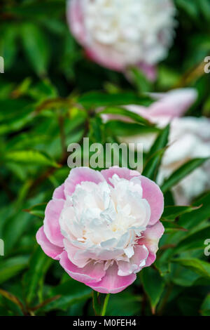 Two pink and white peonies (Paeonia) 'Bowl of Beauty' growing in an English garden border in late spring / early summer, Surrey, southeast England, UK Stock Photo