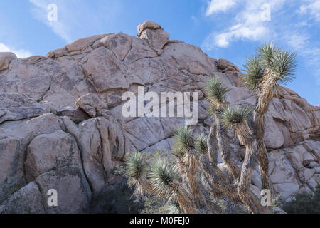 close up view of landscape in Joshua Tree National Park showing a joshua tree in front of a large boulder pile with sliver of blue sky Stock Photo