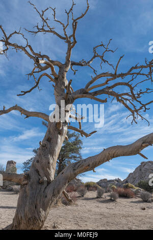 large gnarled old dead tree in Joshua Tree National Park twisted by the wind Stock Photo