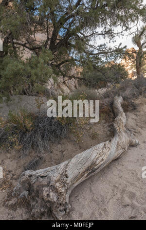 Old weathered  and twisted tree trunk on the ground on the Hidden Valley Trail in Joshua Tree National Park, vertical Stock Photo