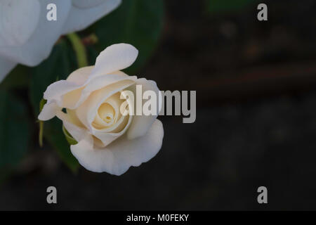 white rosebud beginning to unfurl on a dark background with room for text beside Stock Photo