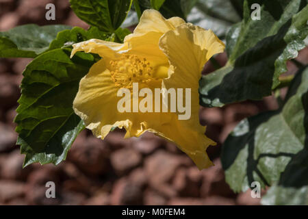 yellow hibiscus flower in bright sunlight surrounded by green leaves Stock Photo