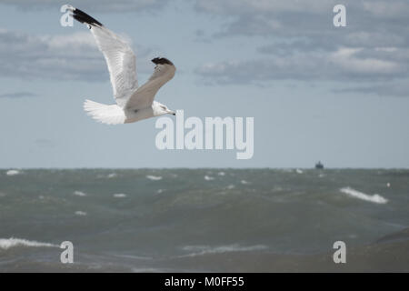 solitary gull flying over a stormy lake Michigan Stock Photo