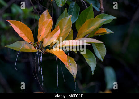 Close up branch of natural patterns and textures on autumn colored leaves in garden setting Stock Photo