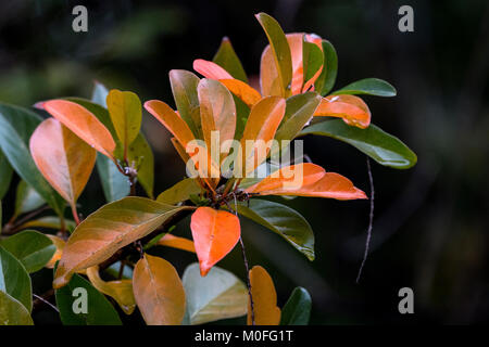 Close up branch of natural patterns and textures on autumn colored leaves in garden setting Stock Photo