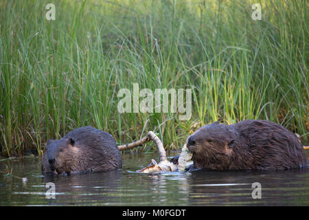 Beaver mother and young (Castor canadensis) in a pond chewing on bark from Balsam Poplar tree branch Stock Photo