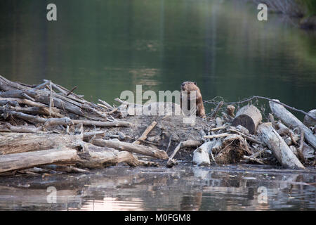 Beaver (Castor canadensis) standing on top of dam Stock Photo