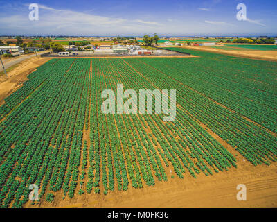 Aerial view of straight rows of green crops - agriculture in Australia Stock Photo