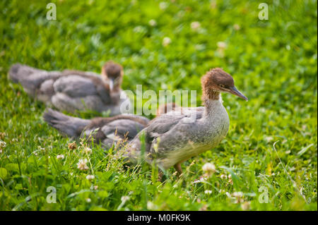 Three  ducklings with brown colored heads  wondering through  a grass meadow  with clover in flower. Stock Photo