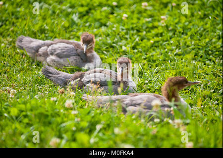 Three  ducklings with brown colored heads  sitting in  a grass meadow  with clover in flower. Stock Photo
