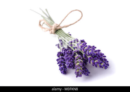 Lavender flowers bunch tied isolated on white background Stock Photo