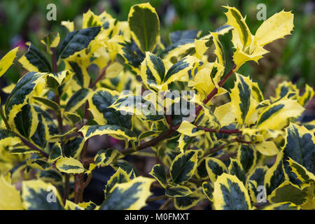 Ilex aquifolium 'Golden van Tol' Stock Photo