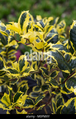 Ilex aquifolium 'Golden van Tol' Stock Photo