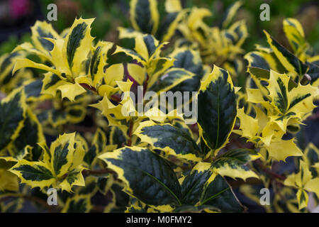 Ilex aquifolium 'Golden van Tol' Stock Photo