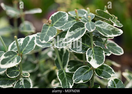 Euonymus fortunei 'Emerald Gaiety' Stock Photo
