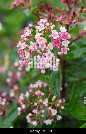 Viburnum tinus 'Eve Price' Stock Photo