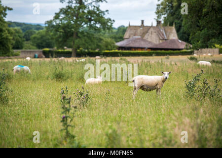 flock of sheep roam in grassy field at Kiplin Hall,  Scorton, Richmond, North Yorkshire Stock Photo