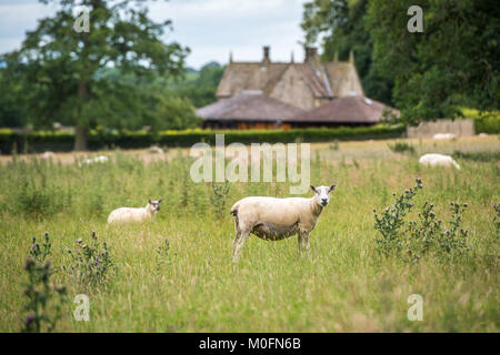 flock of sheep roam in grassy field at Kiplin Hall, Scorton, Richmond, North Yorkshire Stock Photo