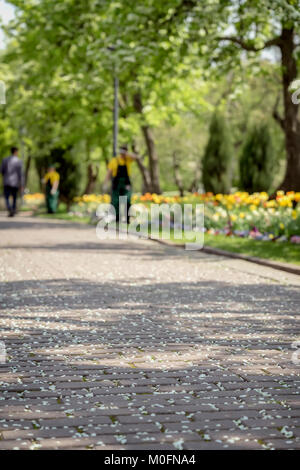 Sidewalk under gentle fallen petals of cherry blossoms, sakura tree. Selective focus. Cleaners sweep the park, keeping in mind ideal cleanliness. Blurred background Stock Photo