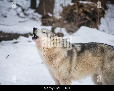 wolf howling in winter Stock Photo