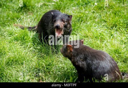 Tasmanian devils in Northwest Tasmania. Eating is a social event for ...