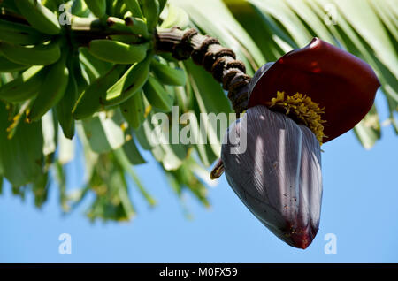 Banana tree bud Stock Photo